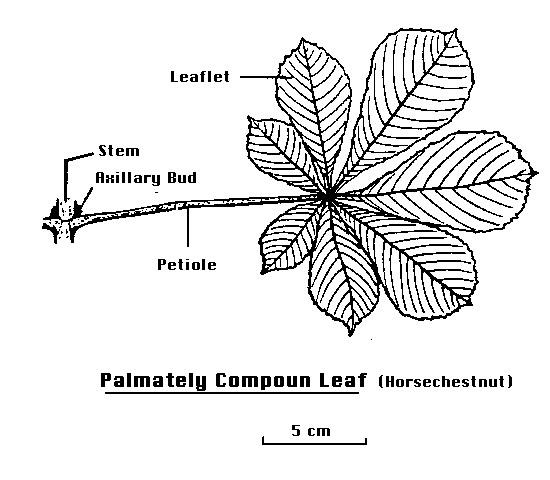 Science Club: Learning About Leaves