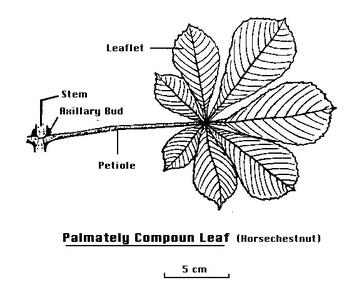 Labeled drawing of a palmately compound leaf