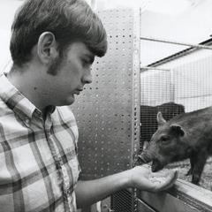 David Thomas feeds pig