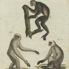 Silvery Javan Gibbon, Langur, and Indri Print
