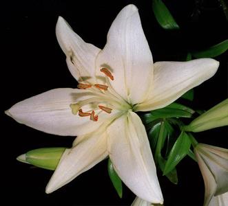 Lilium - flower