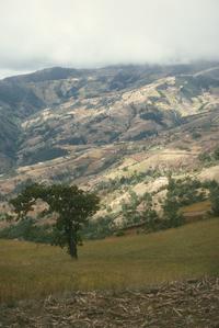 Remnant of pine-oak woodland, Sierra de los Cuchumatanes