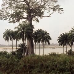 Large tree on the Niger River