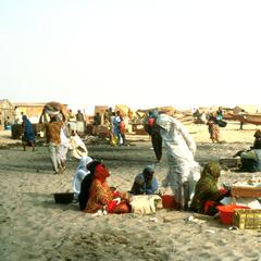 Sorting Fish along Nouakchott Beach