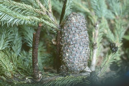 Abies religiosa cone, in cloud forest