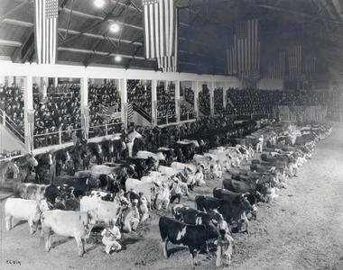 Cattle at livestock show