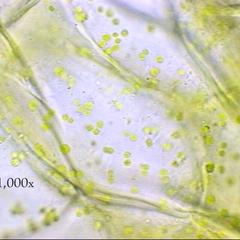 Tissue of green bell pepper fruit showing chloroplasts