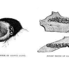 Profile of Brown Sajou and Adult Teeth of Sajou