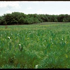 View of Greene Prairie, University of Wisconsin Arboretum, in June