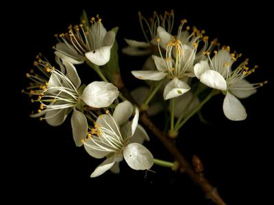 Flowering branch of Japanese plum
