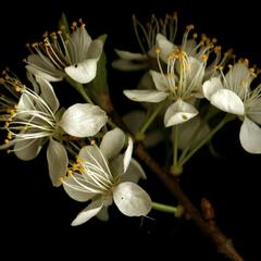 Flowering branch of Japanese plum