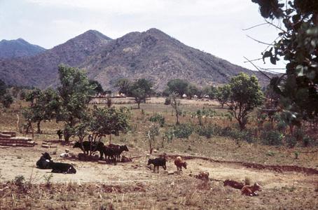 Cattle in Mountains with Dyoaoy Village in Background