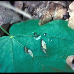 Sugar maple leaf with Dicentra cucullaria seeds, University of Wisconsin Arboretum