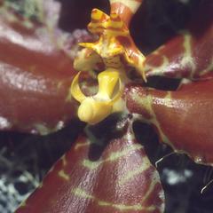 Close-up of Odontoglossum orchid flower, Las Joyas