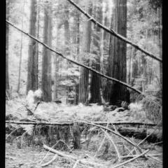 Redwoods near Ukiah