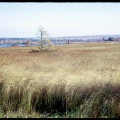 View of wetland with sedges near Cornucopia, near Lake Superior
