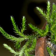 Selaginella rupestris - detail of shoots