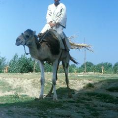 Farmer Riding a Camel near the Nile River