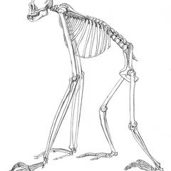 Squelette de gibbon varié (Variegated Gibbon