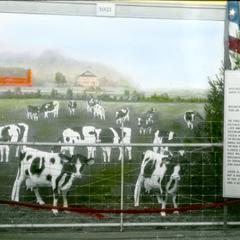 Model dairy farm