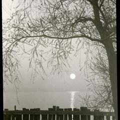 Moonlight under the willow