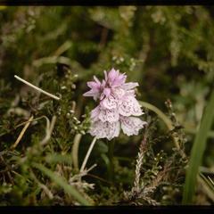 Isle of Skye, spotted orchid