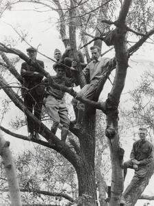 Zoology students in trees