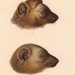 Male and Female Red-Fronted Lemurs Print