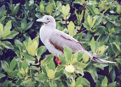 Red-footed Booby (Sula sula) in a Red Mangrove Tree (Rhizophora mangle)