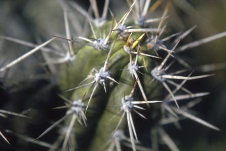 Top of "Cereus vargasii" cactus