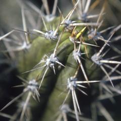 Top of "Cereus vargasii" cactus