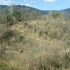 Dry chappal with Cereus cactus in bloom, northwest of Zacapa