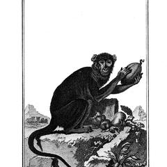Le Patas a bandeau noir (Patas monkey with black headband)