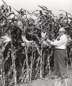 E.B. Fred examining corn
