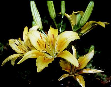 Lilium inflorescence