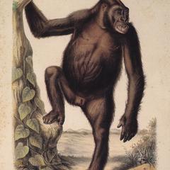 Standing Male Gorilla Print