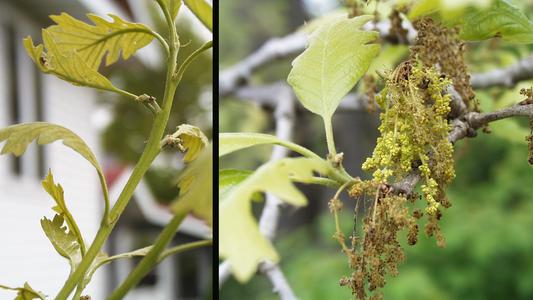 Composite of bur oak with female and male flowers