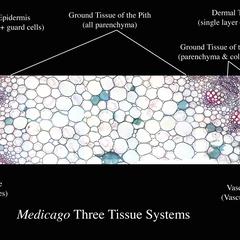 Cross section of Medicago stem - composite of images labeled