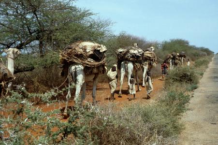 Camels Carrying Basic Materials for a House