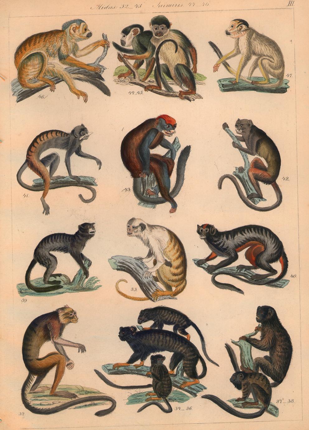 new-world-monkeys-print-uwdc-uw-madison-libraries