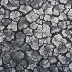 Mud polygons, Lago Cuitzeo