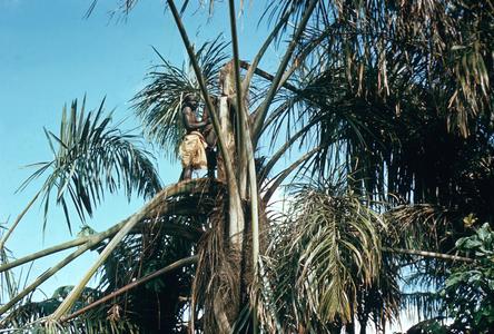 Palm Wine Tapper at Work in Palm Tree