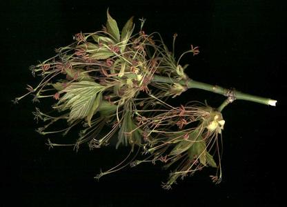 Acer negundo - male flowers