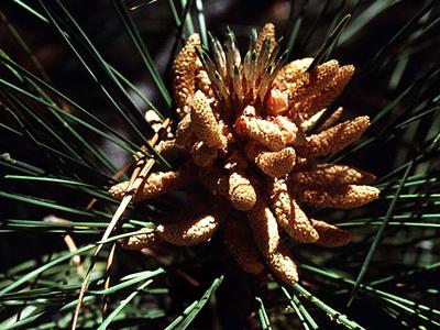 Coulter pine - bough with cluster of male cones