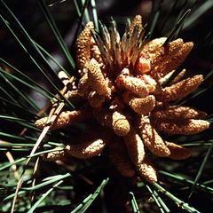 Coulter pine - bough with cluster of male cones