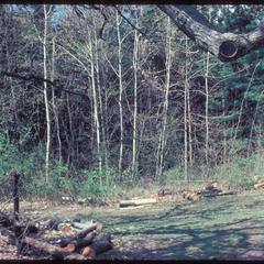 Jackson oak transition after pine cutting, University of Wisconsin Arboretum