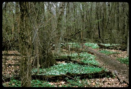 Spring view of Gallistel Woods