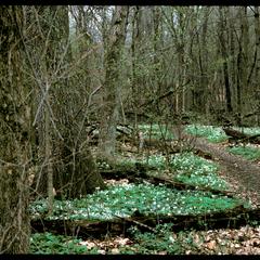 Spring view of Gallistel Woods