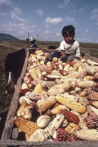 Local boy with truckload of corn