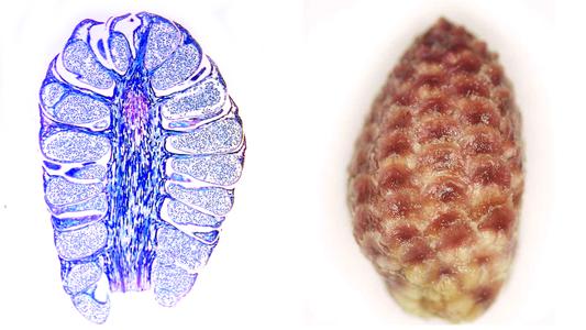 Longitudinal section and whole microsporangiate cone of red pine